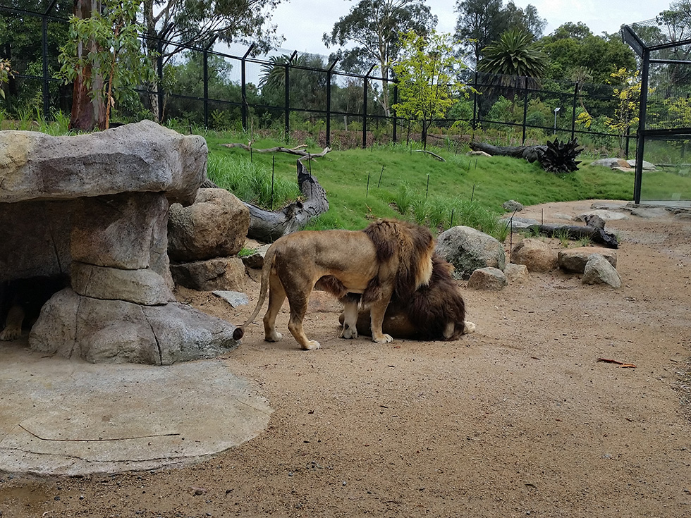 JMac - Melbourne Zoo